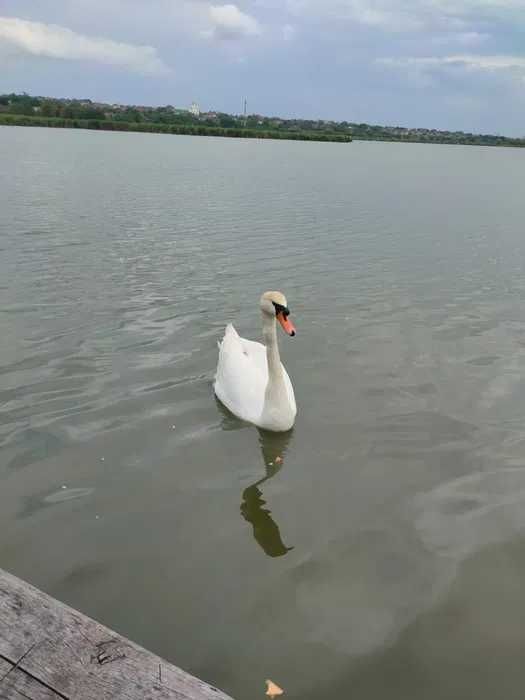 (13) Продам 2 поверховий будинок у Сухому Лимані. 170 м²