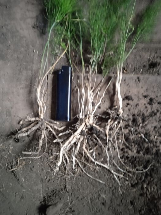 Саджанці спаржі Mary Washington 1, 2, 3 річні