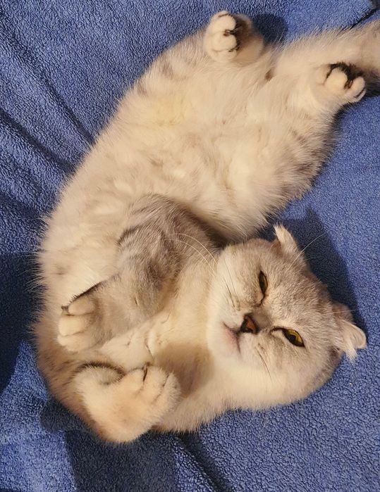 Кошенята котенята