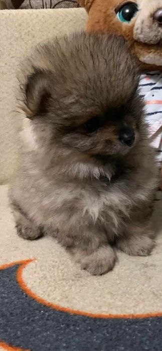 Померанський шпіц