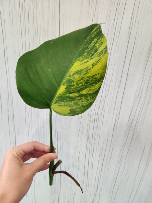 Corte fresco de monstera aurea