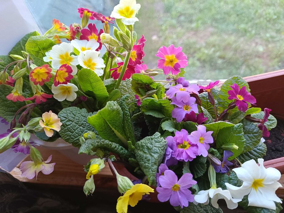 Садові примули різнобарвні