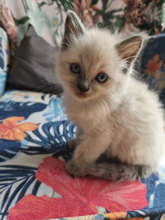 Kociaki kot kotka Ragdoll