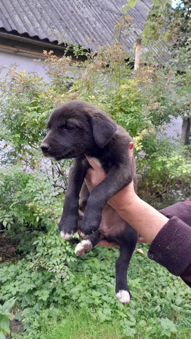 Цуценята в добрі руки