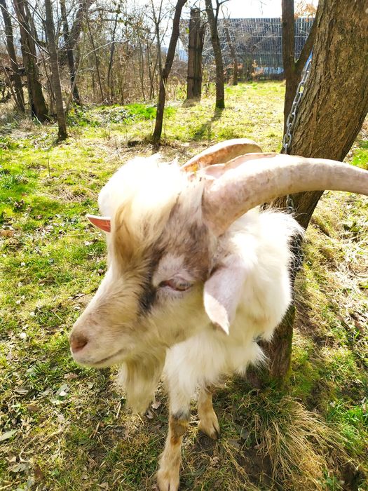 Продається Цап Кузя