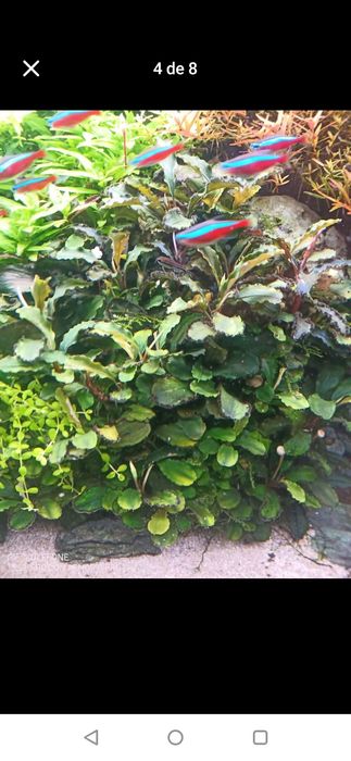 Boas Plantas para aquário .