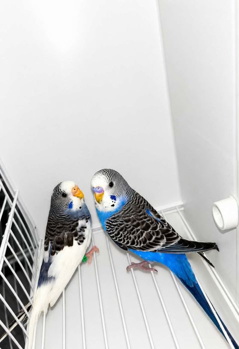 Casal de periquitos