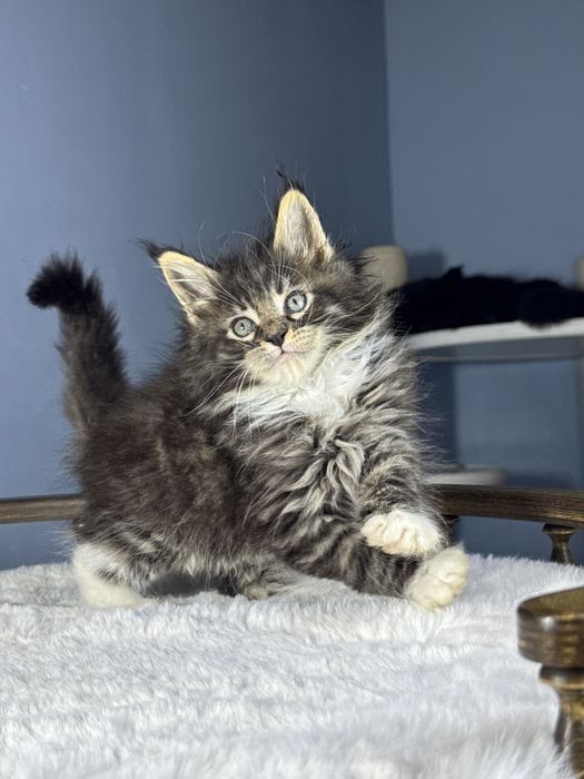 Забавный мальчик мейн кун с выращительными кисточками на ушках 1.5 мес