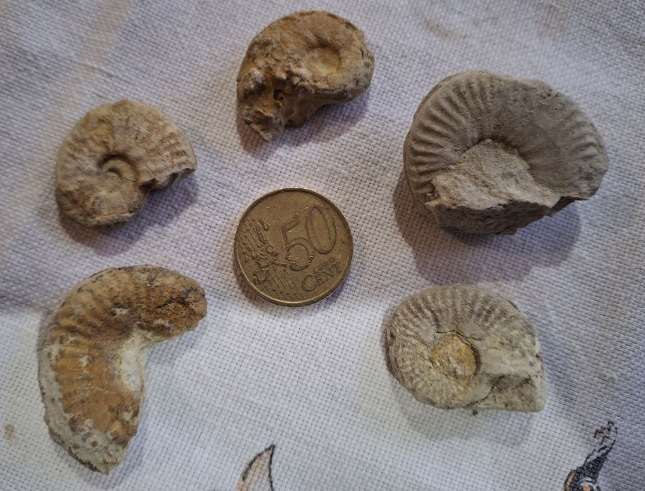 Conjunto de Fósseis de Amonite