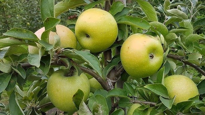 Продам яблука Симиренка з власного саду