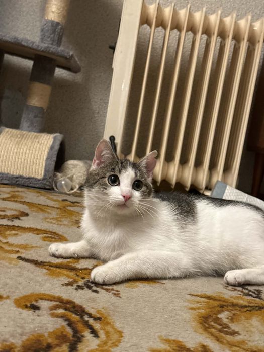 Piękne kotki do pokochania