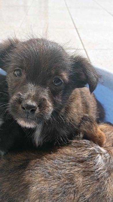 cães filhotes fofos
