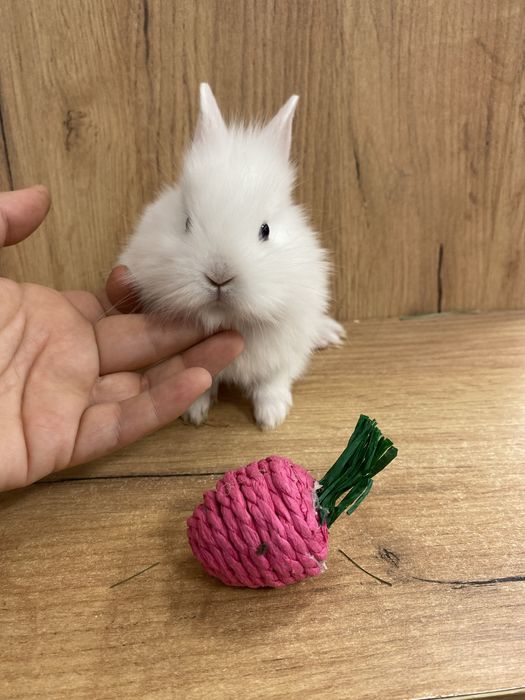 Królik karzełek teddy cały biły samiczka zooanimals