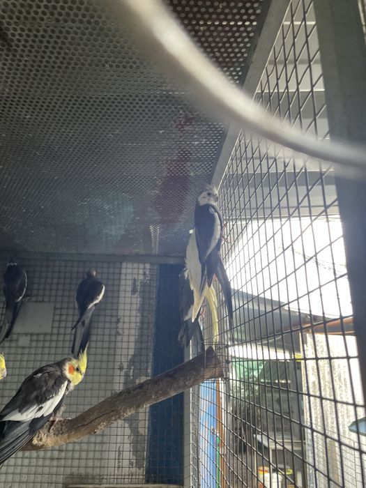 Caturras para reproducao