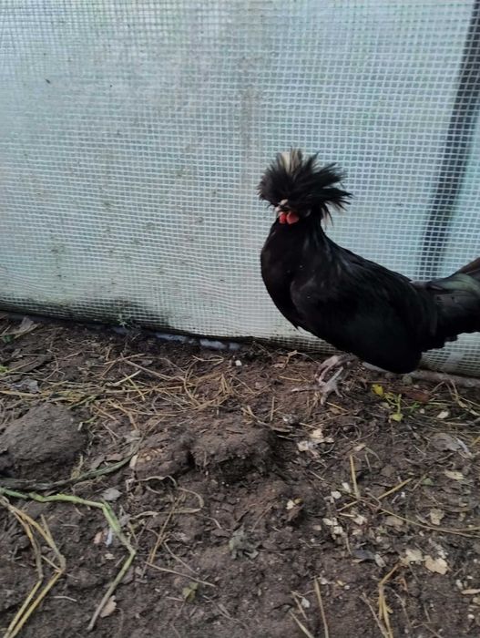 Kogut silka kogut bialoczuba