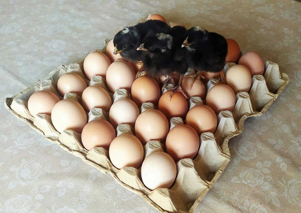 Амрокс инкубационное яйцо