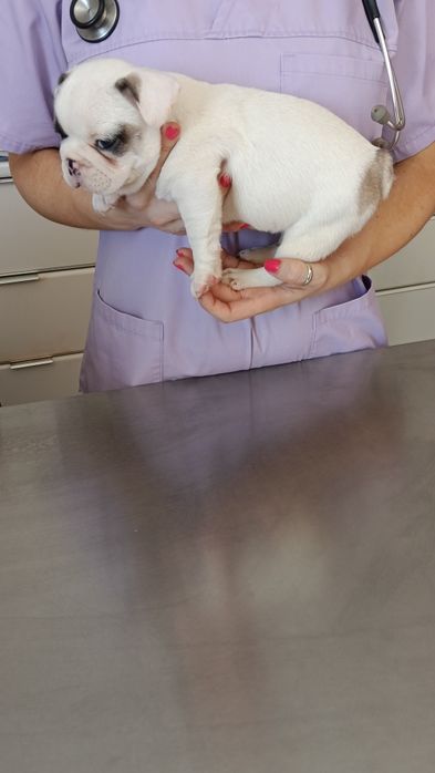 Bulldog francês macho com microchip