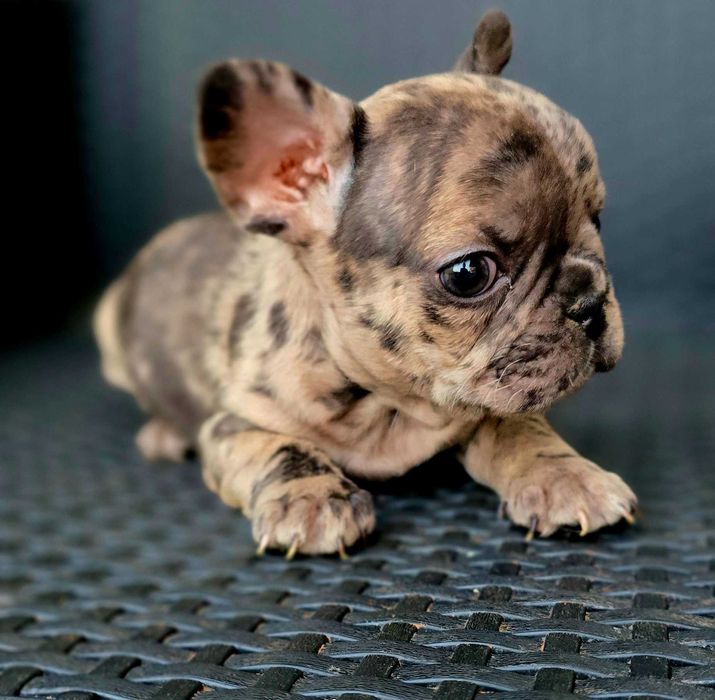 Bulldog Francês Macho MOFADINHO