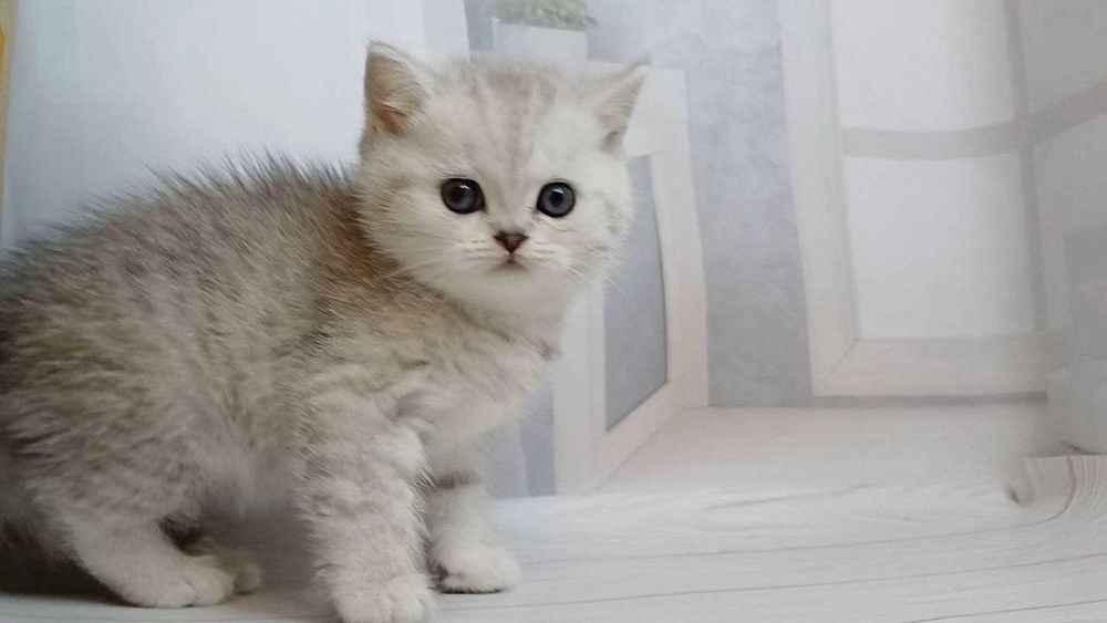 Кошенятка чистокровні , purebred kittens silver chinchillas .