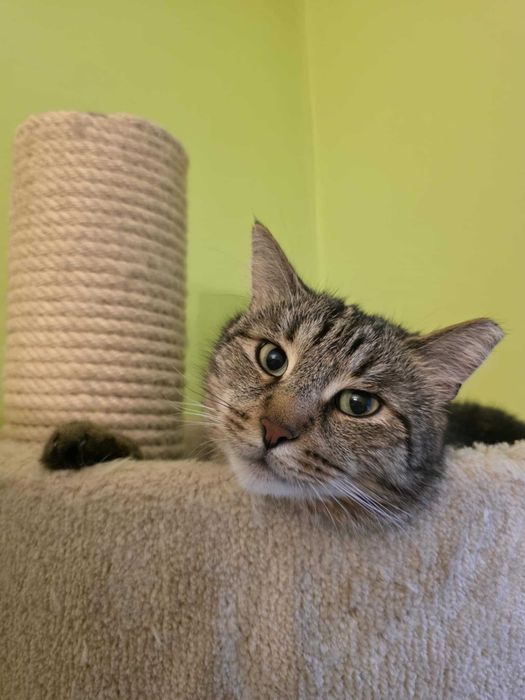 Bury Racuch czeka na dom! – kocurek do adopcji