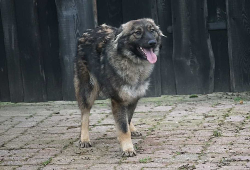 GONG - piękny, wesoły pies czeka na dom