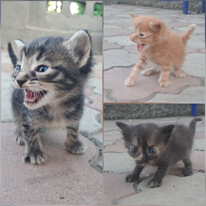 Віддам кошеня в добрі руки