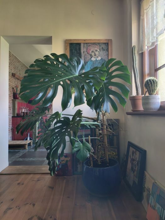 Duża roślina Monstera deliciosa