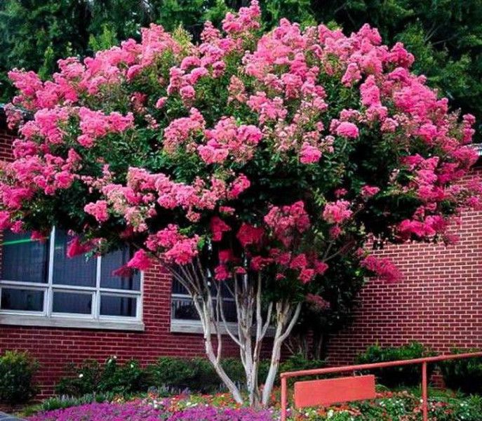 LAGERSTROEMIA - BEZ POŁUDNIA - sadzonki 50cm w doniczkach