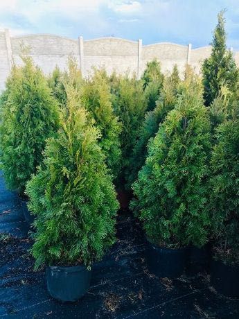 TUJA Szmaragd w Donicy 100-110 cm cena 32 zł