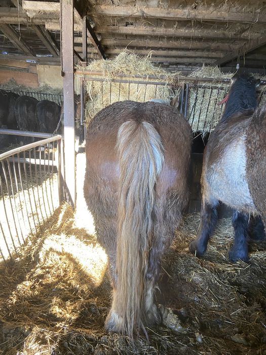 Sprzedam klacz kasztanowatą