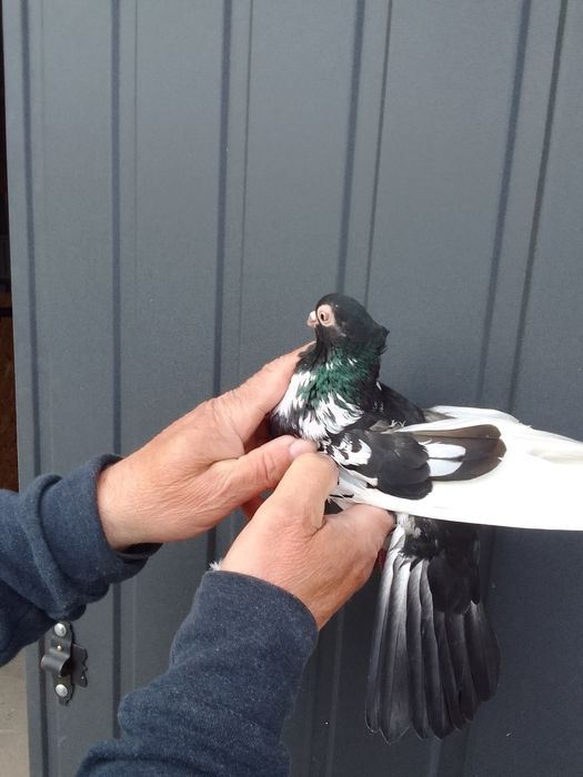 Gołębie zamojskie.