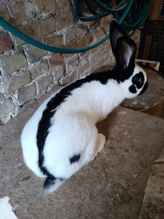 Samiec samczyk srokacz niemiecki