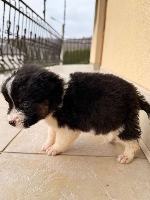 Собака дівчинка, лагідна