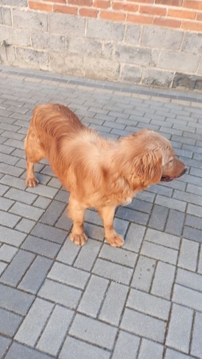 Golden retriever pies