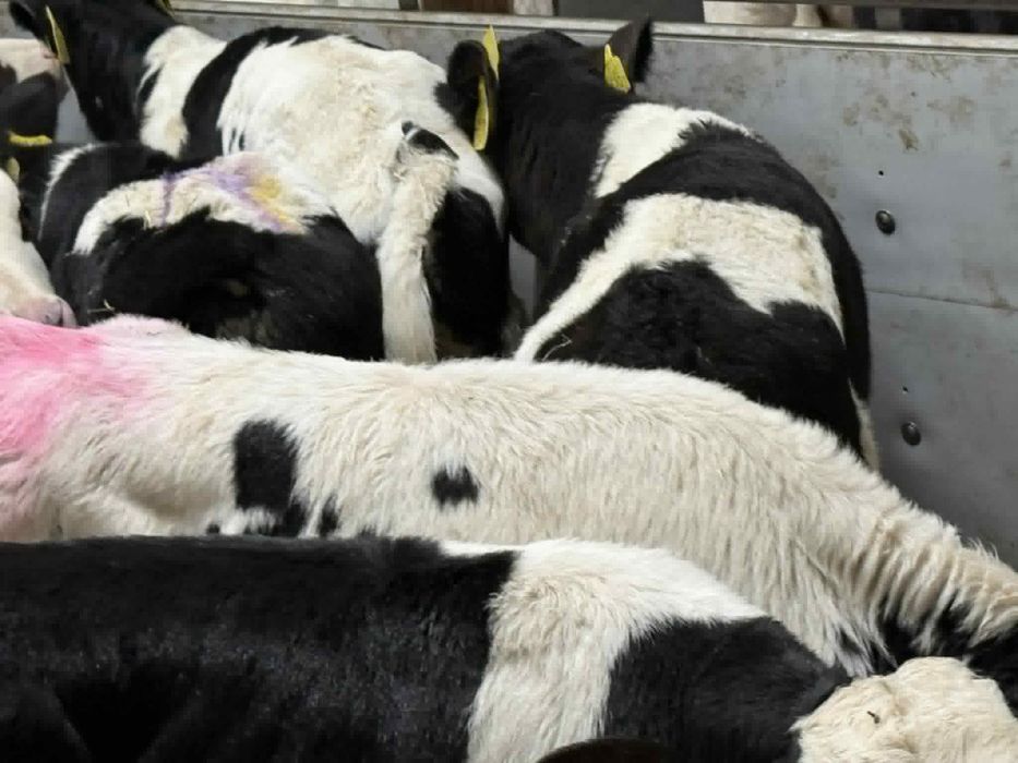 Sprzedam byczki mieszance