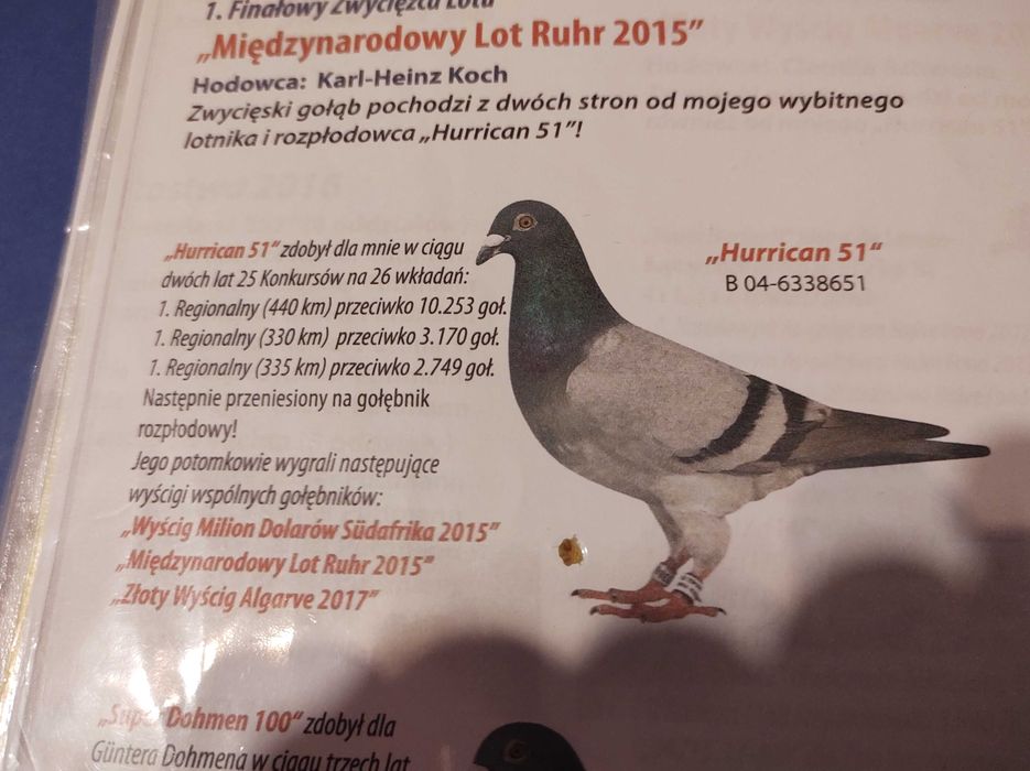 golebie pocztowe mlode 25 rok OKAZJA