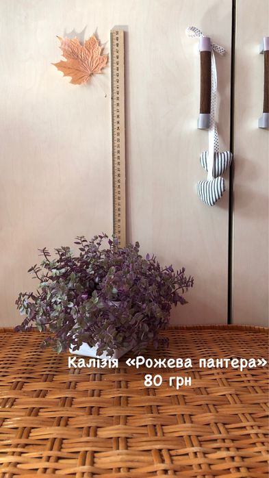 Розмарин/ хедера/калізія/сингоніум/церопегія/епіпремнум