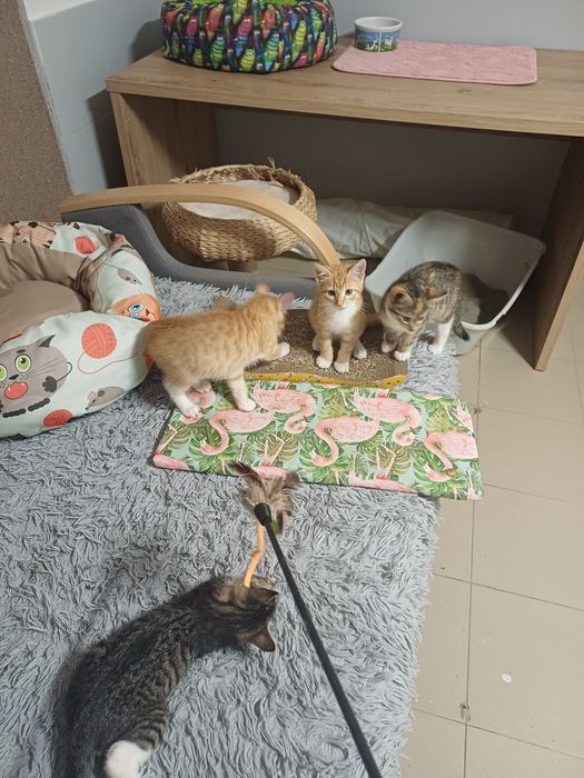 Maluchy do adopcji