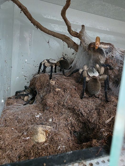 Monocentropus balfourii grupówka terrarium pająk