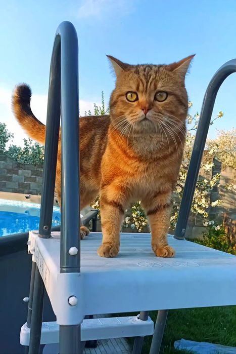 В'язка шотландського гостровухого