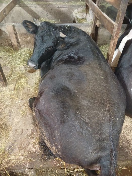 Продам тільну телицю