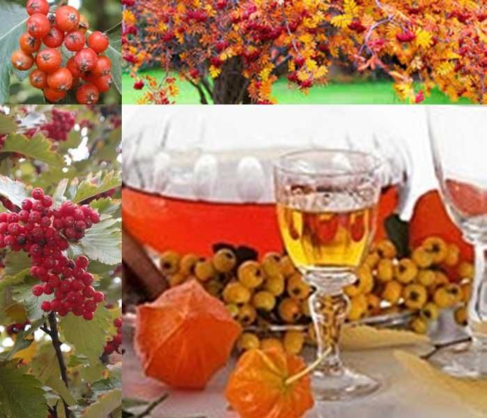 Jarząb szwedzki obwód pnia: 4-6, 6-8,8-10,10-12,12-14  cm.