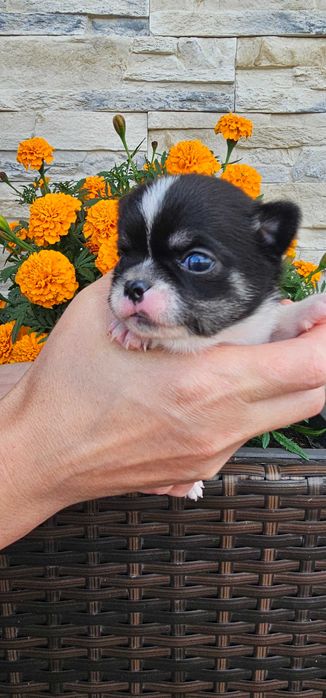 Chihuahua piesek piękny bialo czarny