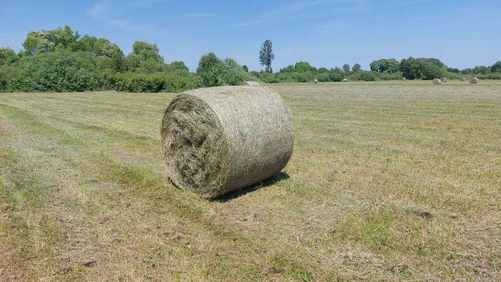 Sprzedam siano 2025r