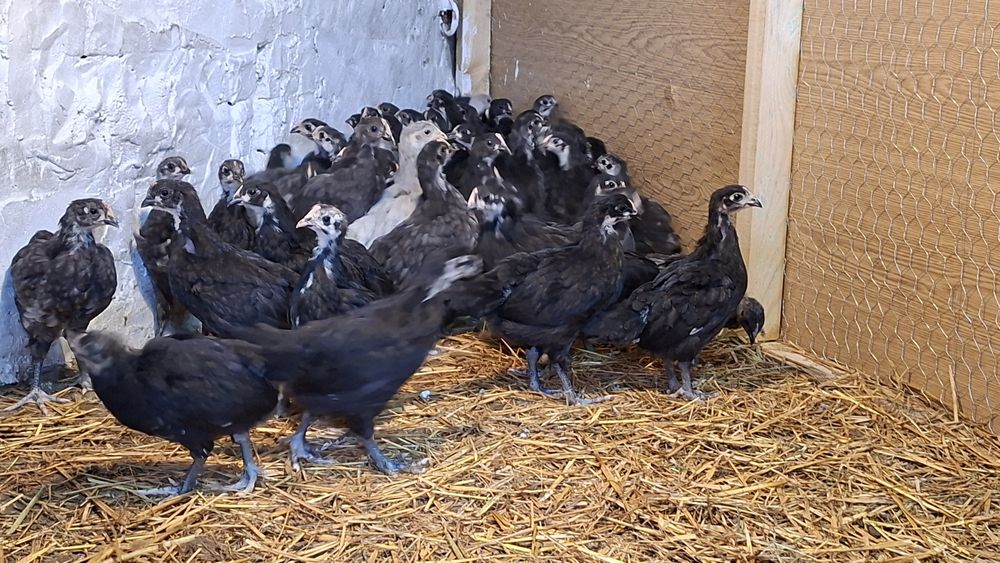 Mlode koguty Australorp czarny, niebieski