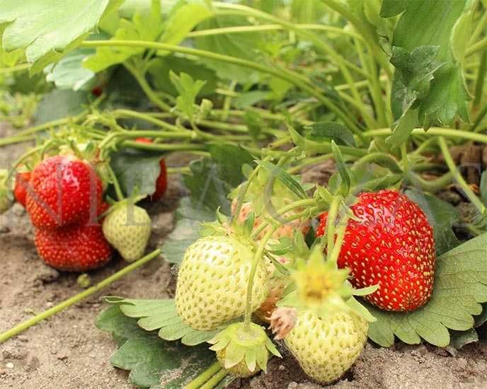 SADZONKI TRUSKAWEK – SILNE, ZDROWE, Licencjonowane od Niewczas Szkółka