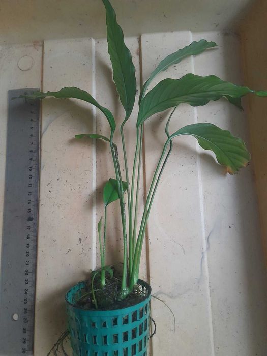 Анубиас  Пинера, хастифолия, глабра  и другие.