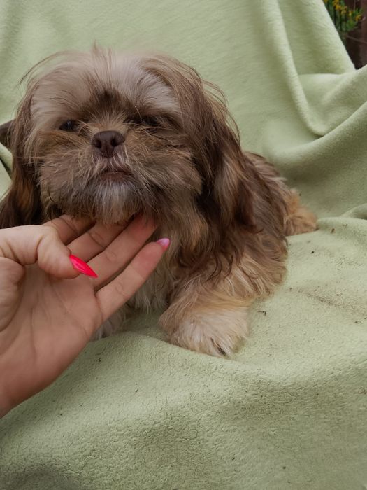 Suczka gotowa do odbioru 4 miesiące Shih tzu