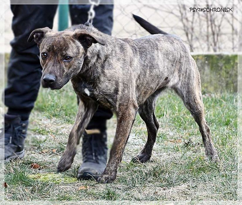 Simone – radosna, psia piękność szuka prawdziwej rodziny