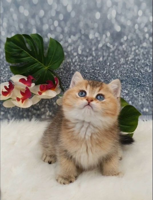 Золотой плюшевый британец шиншилла котенок